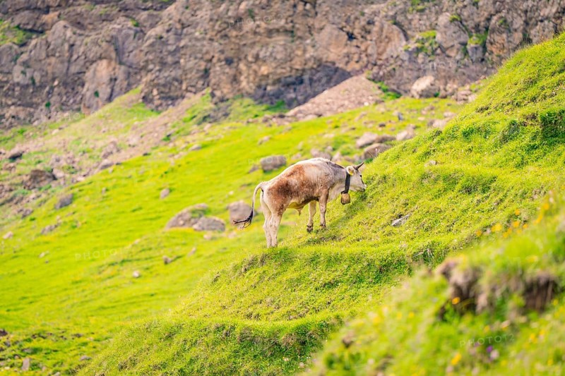 A cow grazing on a green, rocky meadow in the mountains, Alpe di Siusi, Dolomites, South Tyrol, Italy