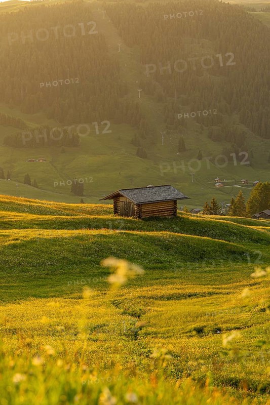 A lonely wooden hut on a green meadow in front of wooded mountains, Alpe di Siusi, Dolomites, South Tyrol, Italy