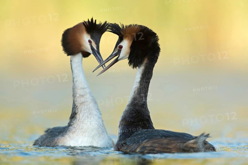 Greeting ceremony... Great Crested Grebe (Podiceps Scalloped ribbonfish), couple in courtship, courting couple, two great crested grebes swimming breast to breast opposite each other, courtship, shaking their heads gracefully, head shaking, courtship ritual, waterfowl, native nature, Lower Rhine, Rhineland, North Rhine-Westphalia, Germany, Western Europe
