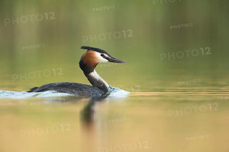 Great Crested Grebe (Podiceps Scalloped ribbonfish), adult, adult bird in spring, in splendid plumage, summer plumage, swims through mirror-smooth water, certainly one of our most beautiful and at the same time most interesting water birds, bright, clear light, friendly colours, water birds, native nature, Lower Rhine, Rhineland, North Rhine-Westphalia, Germany, Western Europe