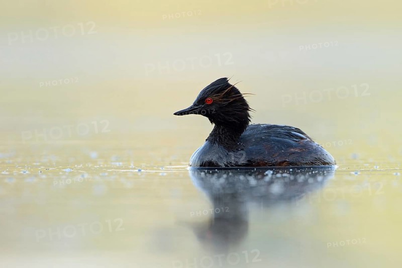 Gentle light... Black-necked Grebe (Podiceps nigricollis) in summer, native, rare water bird, still wet from diving, looking around attentively, water birds, native nature, Lower Rhine, Rhineland, North Rhine-Westphalia, Germany, Western Europe