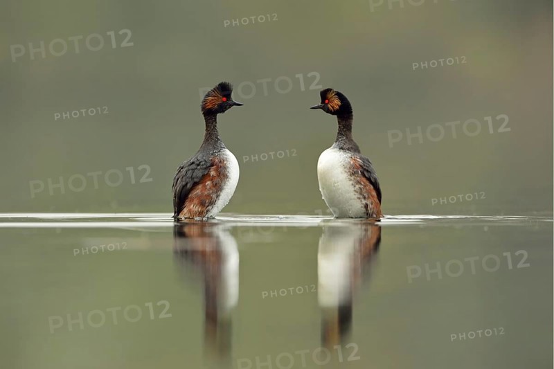 Penguin dance... Black-necked Grebe, pair, couple (Podiceps nigricollis) during courtship at the wedding dance, both birds swimming opposite each other, stretching high out of the water, looking at each other, rarely observed behaviour, especially beautiful also due to the reflection and the calm water, clear light, pleasant colours, water birds, native nature, Lower Rhine, Rhineland, North Rhine-Westphalia, Germany, Western Europe