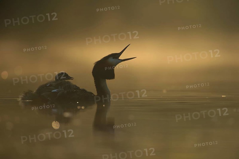 Great Crested Grebe (Podiceps Scalloped ribbonfish) with young birds on its back, opens its beak wide, either choking or calling, atmospheric, early morning backlight, waterfowl, native nature, Lower Rhine, Rhineland, North Rhine-Westphalia, Germany, Western Europe