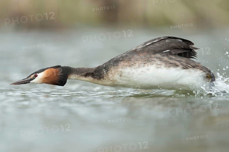 Rocketman... Great Crested Grebe (Podiceps Scalloped ribbonfish) in a hurry, attacking a potential rival, chasing away competitors during courtship, breeding season, lots of action, action shot, waterfowl, native nature, Lower Rhine, Rhineland, North Rhine-Westphalia, Germany, Western Europe