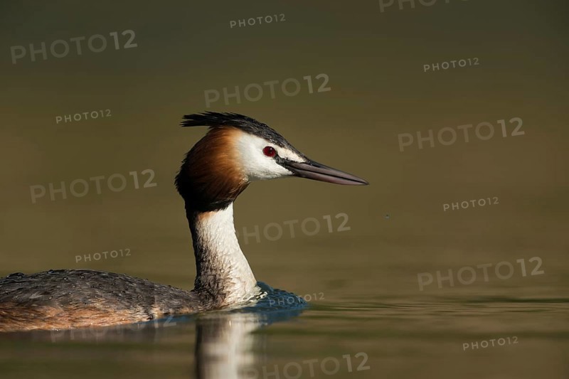 Portrait... Great Crested Grebe (Podiceps Scalloped ribbonfish), detailed close-up, beautiful and interesting, widespread, almost everywhere native water bird with distinctive feather crest and strong, dagger-like beak, waterfowl, native nature, Lower Rhine, Rhineland, North Rhine-Westphalia, Germany, Western Europe