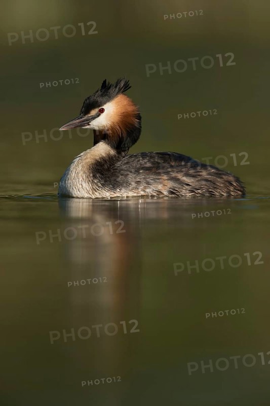 Marvellous light... Great Crested Grebe (Podiceps Scalloped ribbonfish), beautiful, native water bird, regularly observed, dives and hunts for fish, waterfowl, native nature, Lower Rhine, Rhineland, North Rhine-Westphalia, Germany, Western Europe