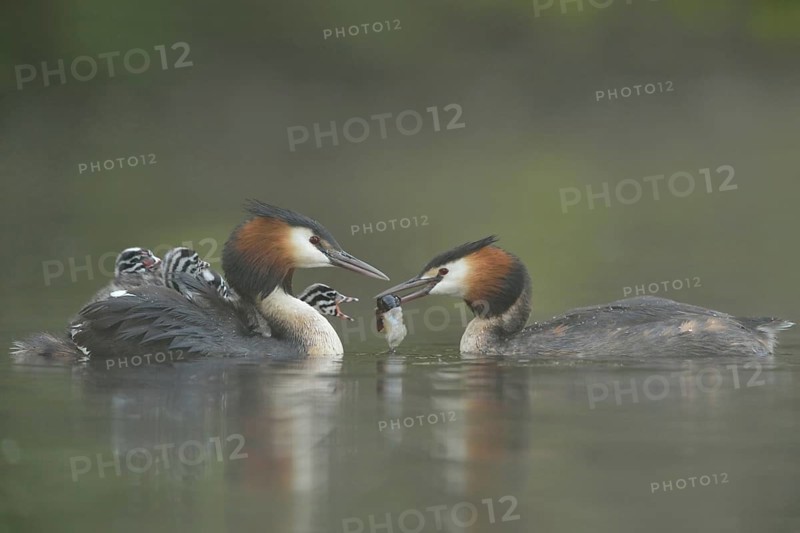 Great Crested Grebe (Podiceps Scalloped ribbonfish) carries at least four chicks on its back, which are fed with a crayfish by the second parent, in great crested grebes both parents take care of the rearing of the young birds, cute and funny picture, series animal children, typical behaviour, soft pleasant colours, waterfowl, native nature, Lower Rhine, Rhineland, North Rhine-Westphalia, Germany, Western Europe