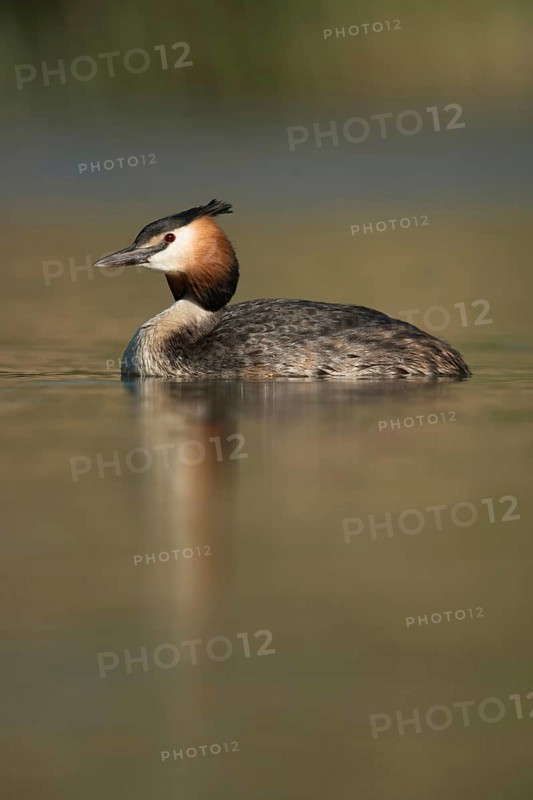Beautiful to look at... Great Crested Grebe (Podiceps Scalloped ribbonfish), typical waterfowl species regularly observed on many bodies of water, waterfowl, native nature, Lower Rhine, Rhineland, North Rhine-Westphalia, Germany, Western Europe