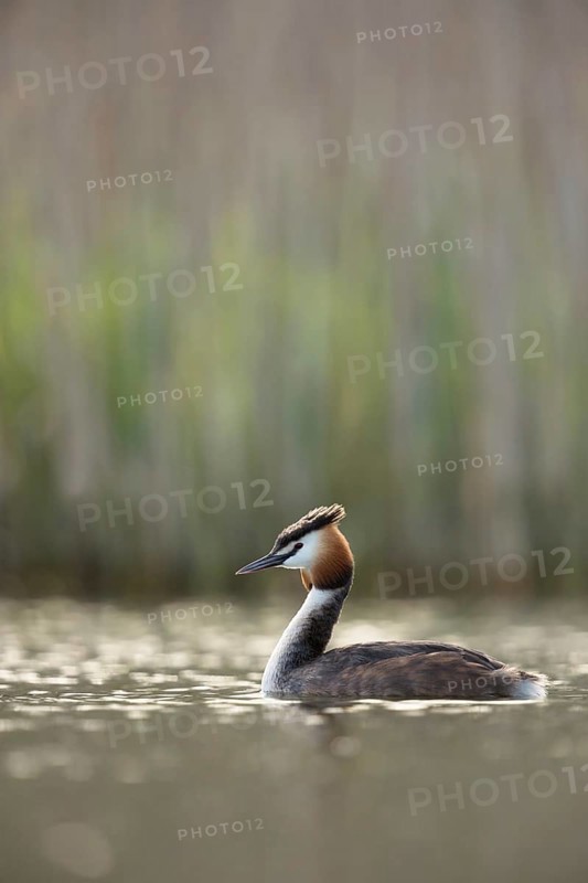 In breeding plumage, summer plumage... Great Crested Grebe (Podiceps Scalloped ribbonfish) in spring on a lake in the most beautiful light, native, widespread, particularly beautiful water bird, breeds on almost all sufficiently natural waters, water birds, native nature, Lower Rhine, Rhineland, North Rhine-Westphalia, Germany, Western Europe