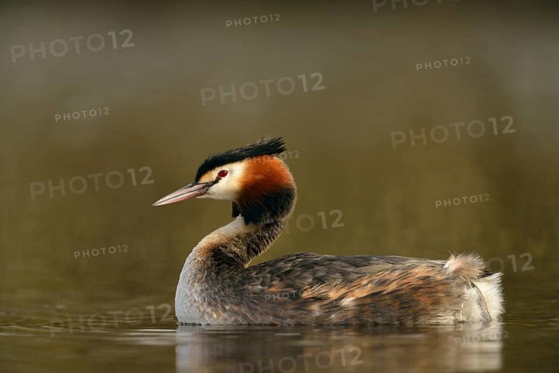 A beautiful bird... Great Crested Grebe (Podiceps Scalloped ribbonfish), typical and well-known water bird of our native waters, waterfowl, native nature, Lower Rhine, Rhineland, North Rhine-Westphalia, Germany, Western Europe