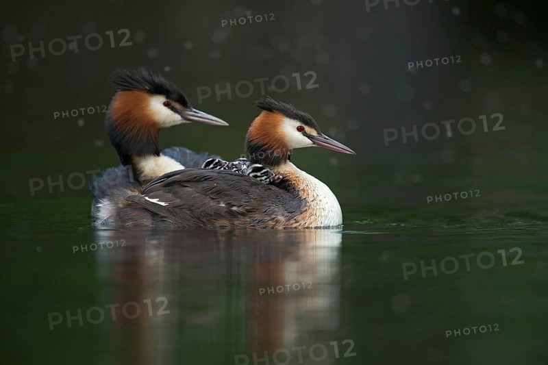 Quadruple offspring... Great crested grebe (Podiceps Scalloped ribbonfish), great crested grebe family takes the offspring for a walk, carries young chicks on its back, young great crested grebes are nest fugitives, leave the nest soon after hatching, cute and funny picture, series animal children, water birds, native nature, Lower Rhine, Rhineland, North Rhine-Westphalia, Germany, Western Europe