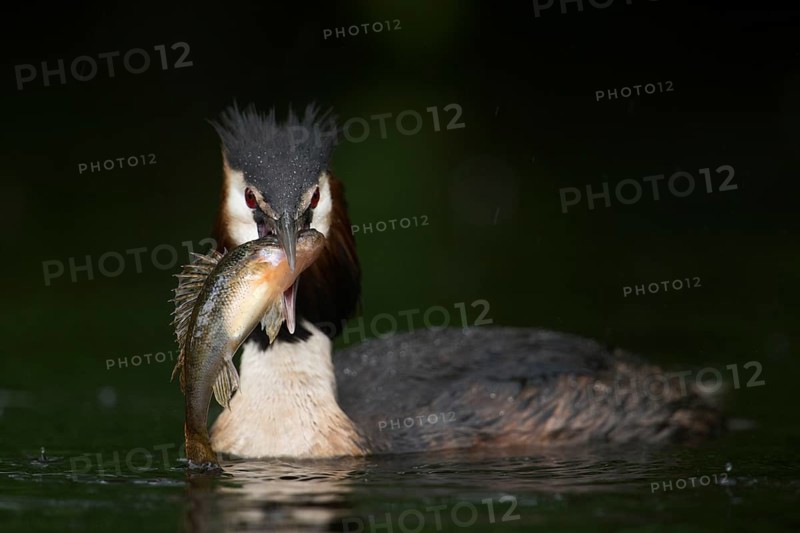 Fat prey... Great Crested Grebe (Podiceps Scalloped ribbonfish), native water bird with a large fish in its beak (perch), Great Crested Grebes are successful and well-adapted fish hunters, native nature, water birds, Lower Rhine, Rhineland, North Rhine-Westphalia, Germany, Western Europe