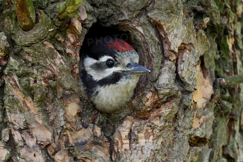 Great spotted woodpecker (Dendrocopos major), juvenile, almost fledged young bird waiting in its nesting cavity, woodpecker cavity for feeding, looking out, Rhine district Neuss, North Rhine-Westphalia, Germany, Western Europe