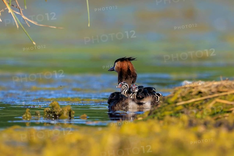 A great crested grebe with its chicks close to the shore, surrounded by green water landscape, Great crested grebe, (Podiceps Scalloped ribbonfish), with chicks, wildlife, Germany