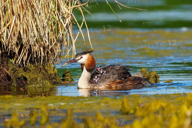 Lateral view of great crested grebe with chicks near plants in water, Great crested grebe, (Podiceps Scalloped ribbonfish), with chicks, wildlife, Germany