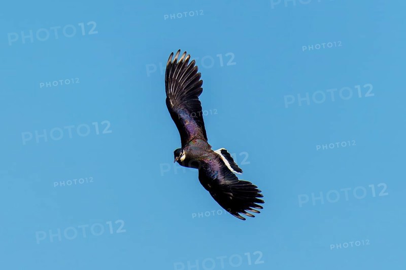 An elegant bird with a unique wing shape in the blue sky, lapwing (Vanellus vanellus), wildlife, Germany