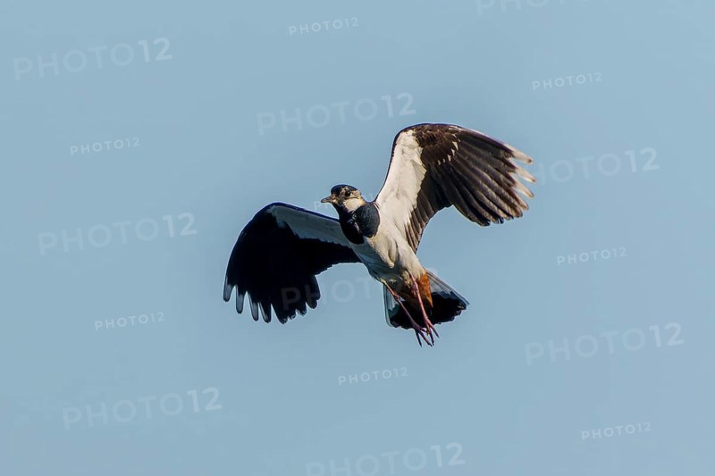 A bird flies high in the sky with its wings wide open, lapwing (Vanellus vanellus), wildlife, Germany
