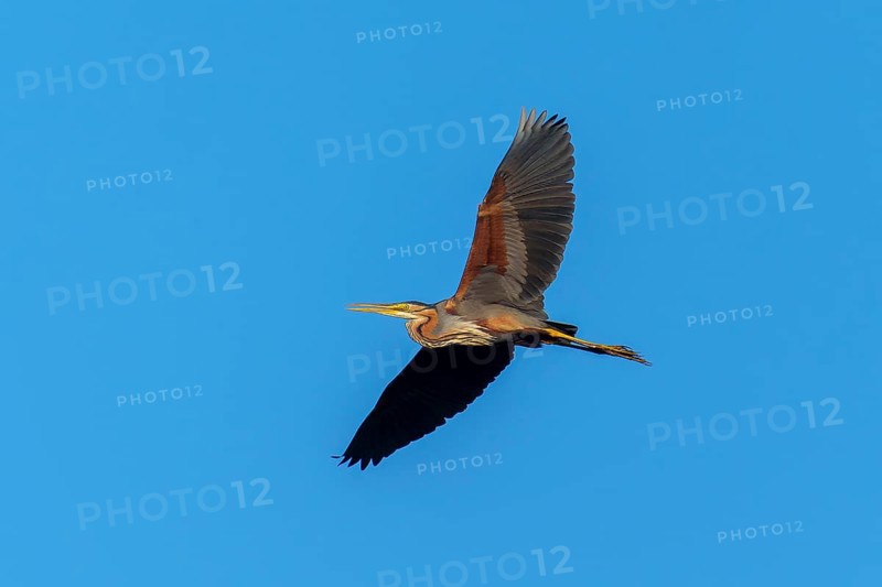 A bird gliding gently through the clear blue sky, Purple Heron, (Ardea purpurea), wildlife, Germany