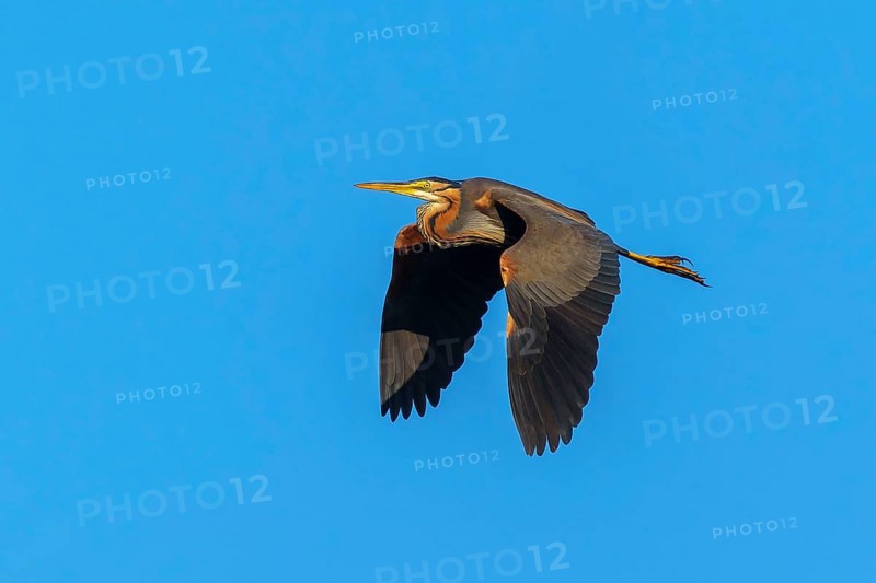 A bird flies majestically in the clear blue sky, purple heron, (Ardea purpurea), wildlife, Germany