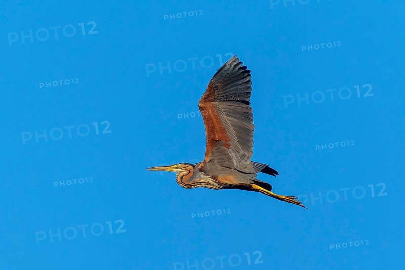 A large bird spreads its wings in flight in the blue sky, Purple Heron, (Ardea purpurea), wildlife, Germany