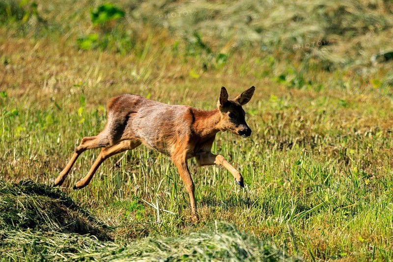 A roe deer jumping through tall grasses in a meadow, Roe deer (Capreolus capreolus), wildlife, Germany