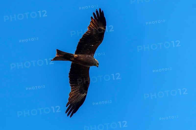 A mighty bird of prey soars in the clear blue sky with its wings spread wide, Red Kite, (Milvus milvus) wildlife, Germany