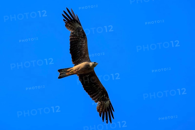A single bird of prey flies in the clear blue sky and majestically spreads its wings, Red Kite, (Milvus milvus) wildlife, Germany