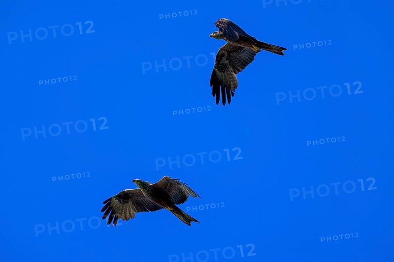 Two birds of prey fly synchronised in the blue sky and create a feeling of freedom, Red Kite, (Milvus milvus) wildlife, Germany