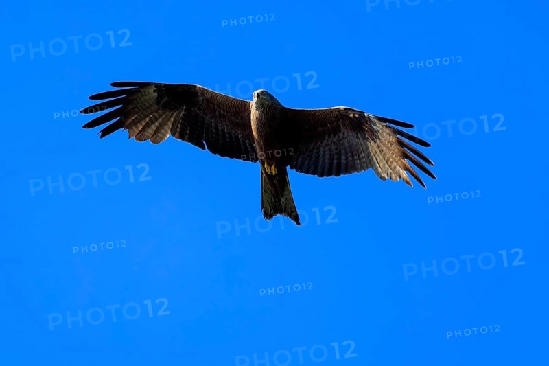 An isolated bird of prey spreads its large wings and flies high in the blue sky, Red Kite, (Milvus milvus) wildlife, Germany