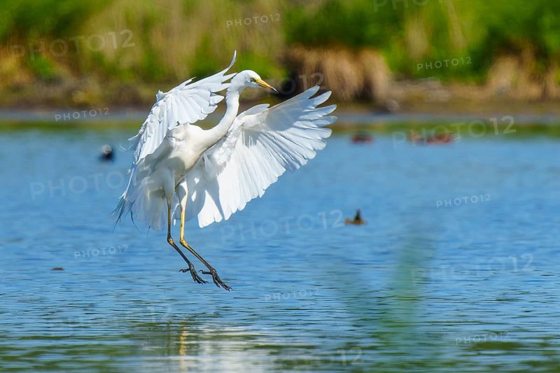 White heron gliding just above the water, Great White Egret (Ardea alba, Syn.: Casmerodius albus, Egretta alba), wildlife, Germany