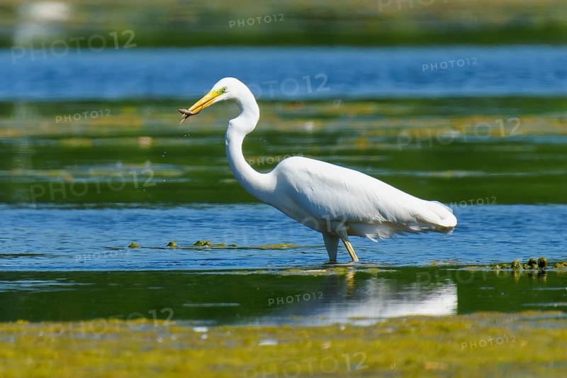 A heron in the water has a fish in its beak, Great White Egret (Ardea alba, Syn.: Casmerodius albus, Egretta alba), wildlife, Germany