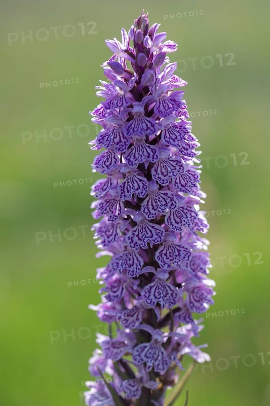 Southern marsh orchid (Dactylorhiza maculata), Emsland, Lower Saxony, Germany