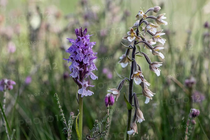 Southern marsh orchid (Dactylorhiza maculata) and marsh epiphyte (Epipactis palustris), Emsland, Lower Saxony, Germany