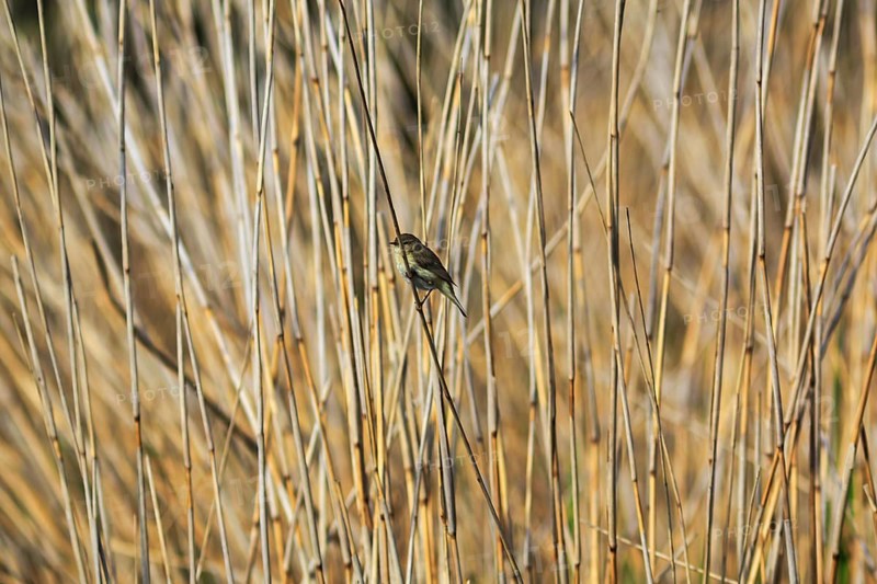 Chiffchaff, willow warbler sitting on a branch in dry reeds, Insel Düne, Heligoland, Schleswig-Holstein, Germany