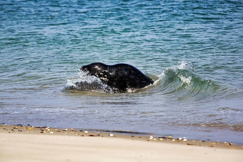 Grey seal (Halichoerus grypus) playing in the water, animal behaviour, Insel Düne, Helgoland, Schleswig-Holstein, Germany