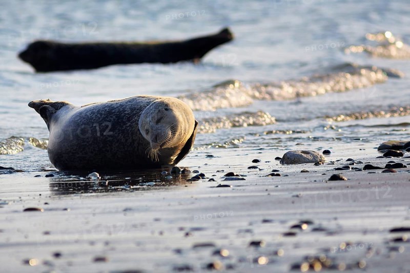 Harbour seal (Phoca vitulina) lying on the beach, Wildlife, Insel Düne, Helgoland, Schleswig-Holstein, Germany