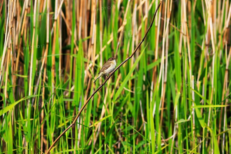 Chiffchaff, willow warbler sitting on a branch in the reeds, Insel Düne, Heligoland, Schleswig-Holstein, Germany