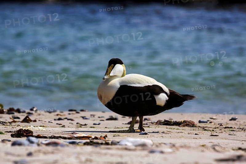 Eider duck (Somateria mollissima), male on the beach, Insel Düne, Helgoland, Schleswig-Holstein, Germany