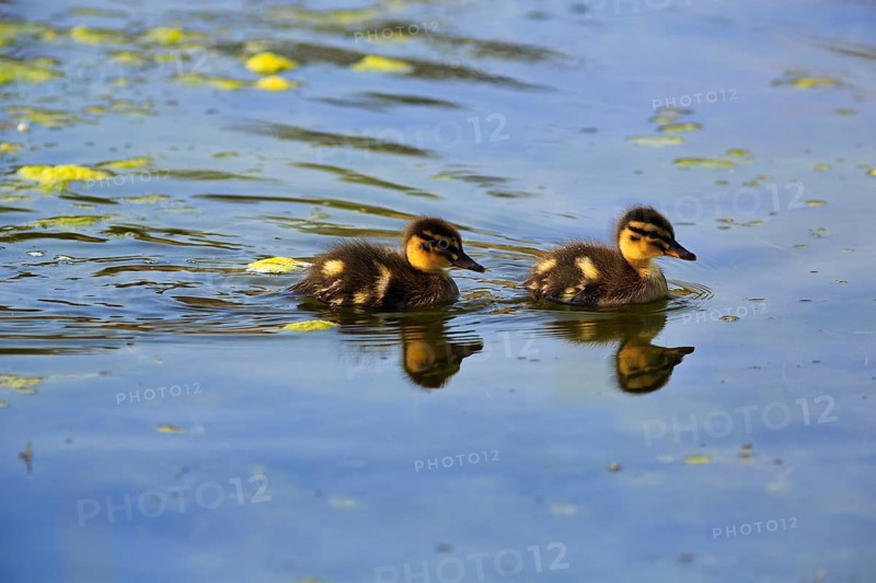 Mallard ducks, two chicks swimming on a pond, Insel Düne, Heligoland, Schleswig-Holstein, Germany