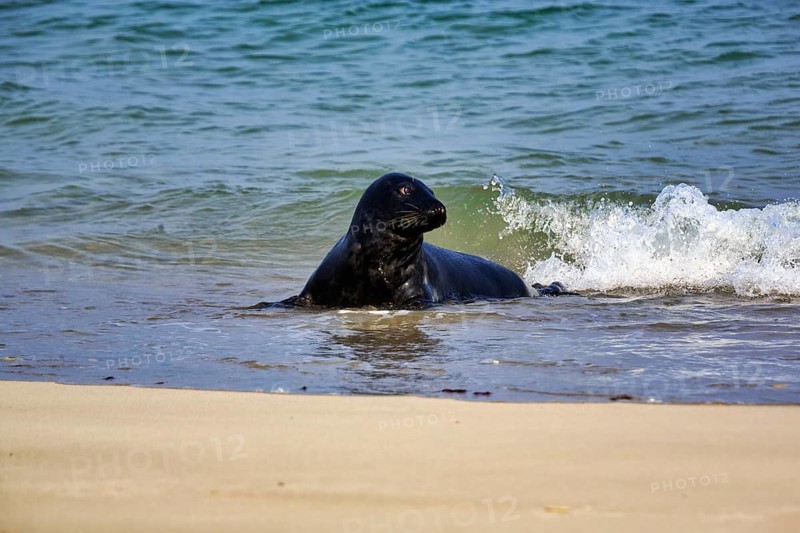 Grey seal (Halichoerus grypus) in the water, sandy beach, Dune Island, Heligoland, Schleswig-Holstein, Germany