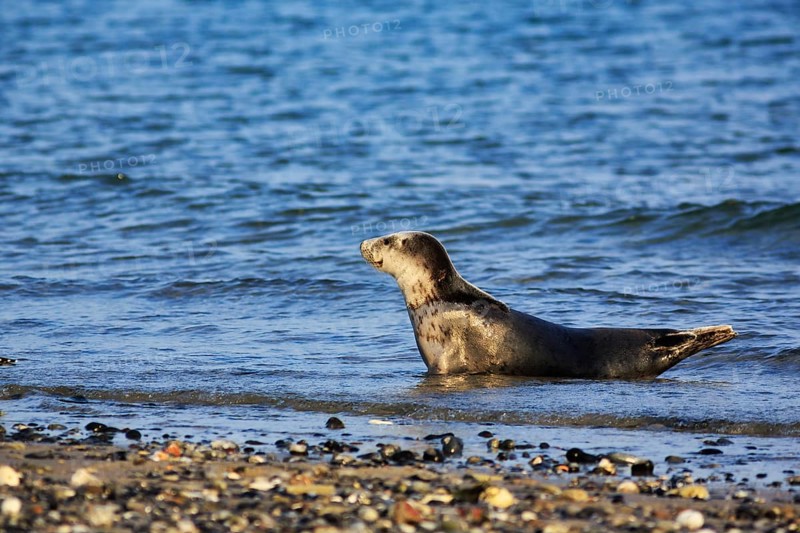 Harbour seal (Phoca vitulina) lying attentively on the beach, Wildlife, Insel Düne, Helgoland, Schleswig-Holstein, Germany