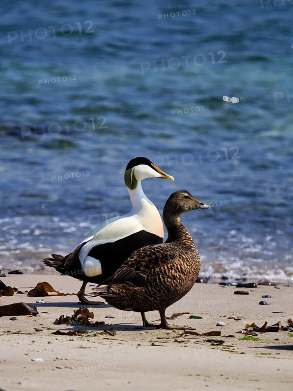 Two eider ducks (Somateria mollissima), male and female on the beach, Insel Düne, Helgoland, Schleswig-Holstein, Germany
