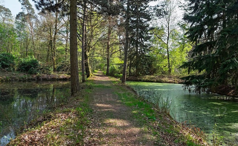 An idyllic forest path between two ponds, surrounded by tall trees and fresh greenery, Münsterland, North Rhine-Westphalia, Germany