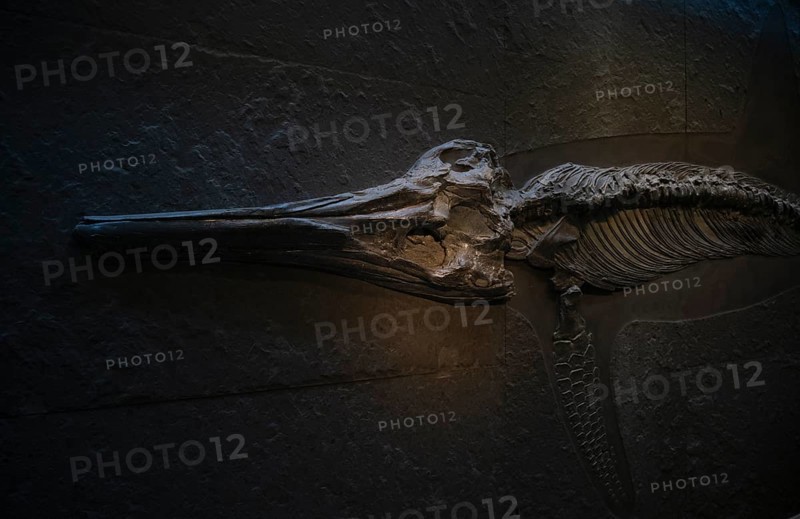Interior photograph, head of a young ichthyosaur Temnodontosaurus trigonodon, exhibition, excavation on slate, museum, Urwelt-Museum Hauff, Holzmaden, Baden-Württemberg, Germany