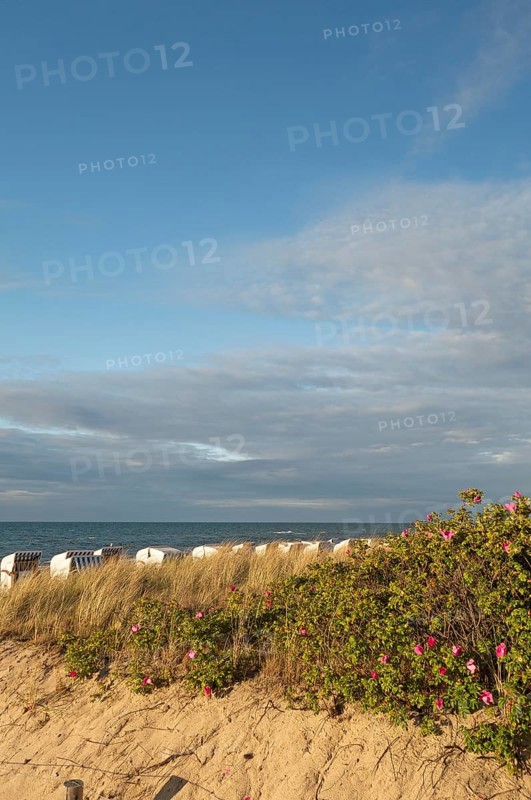 Coastal landscape, dunes, marram grass, potato rose (Rosa rugosa), beach chairs, Baltic Sea, Baltic seaside resort, Kühlungsborn, Rostock district, Mecklenburg-Western Pomerania, Germany