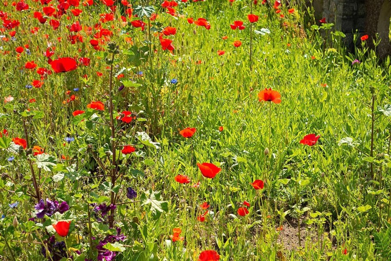 Various plants, flowers, front garden, Friedrich- Borgwardt-Sraße, Baltic Sea, Baltic Sea resort, Kühlungsborn, Rostock district, Mecklenburg-Western Pomerania, Germany