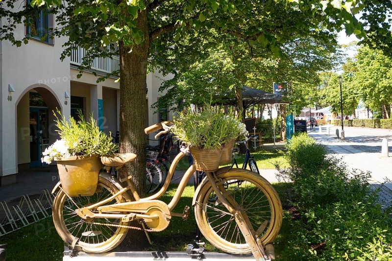 Decorative bicycle, plants, outdoor area, Baltic Sea, Baltic seaside resort, Kühlungsborn, Rostock district, Mecklenburg-Vorpommern, Germany