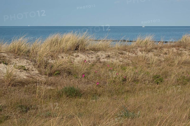 Beach dune with potato roses, Baltic Sea, Kühlungsborn, Rostock district, Mecklenburg-Western Pomerania, Germany