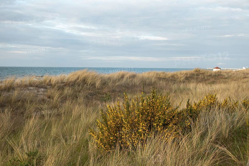 Broom broom (Cytisus scoparius), Baltic Sea, Baltic seaside resort, Kühlungsborn, Rostock district, Mecklenburg-Western Pomerania, Germany