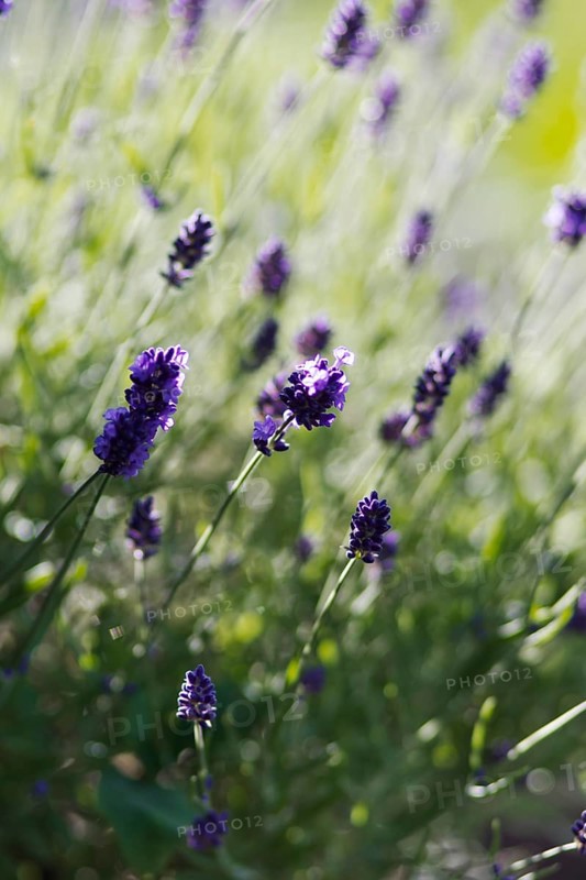 Purple lavender flowers (Lavandula angustifolia) unfurling in the sunshine and spreading a summery atmosphere, Siegen